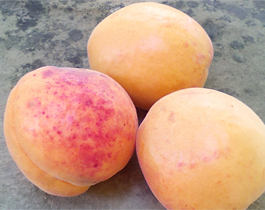 АЛБЕНА