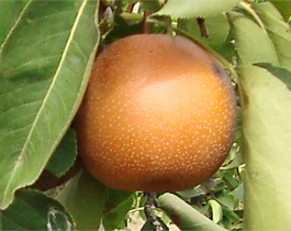 NASHI - ASIEN-BIRNEN