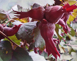 CORYLUS  MAXIMA  PURPUREA