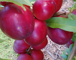 НЕКТАГРАНД 4