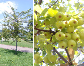 ДЕКОРАТИВНА ЯБЪЛКА