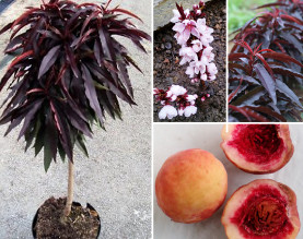 МИНИ ПРАСКОВИ С ЧЕРВЕНИ ЛИСТА